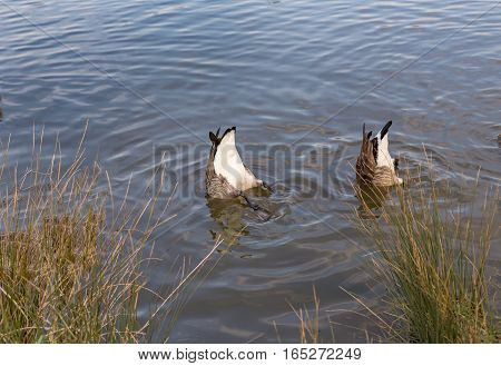 Two Canadian geese, bottoms up.  Taken at Hainault Country Park and shows two geese underwater with their bottoms up.