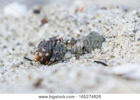 Tropical Hermit Crab