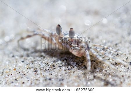 Horned Ghost Crab Or Sand Crab
