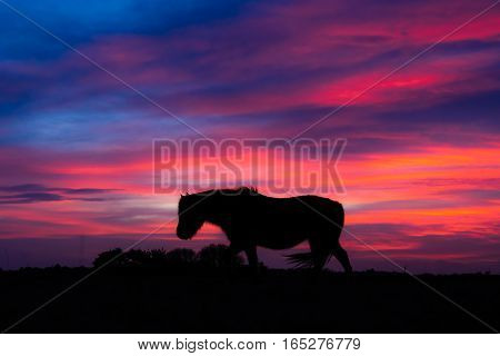 New Forest pony silhouetted in wind in front of sunset. Wild horse in front of impressive sky at Stoney Cross in a national park in the south of England UK