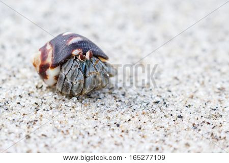 hermit cram walking on a white sand beach in Panama