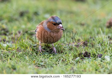 Chaffinch (Fringilla coelebs) head on with seed in beak. Brightly coloured male bird in the finch family (Fringillidae) feeding on the ground looking for seeds