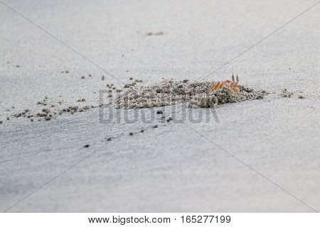 Horned Ghost Crab
