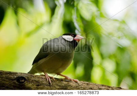 this is a close up of a Java sparrow