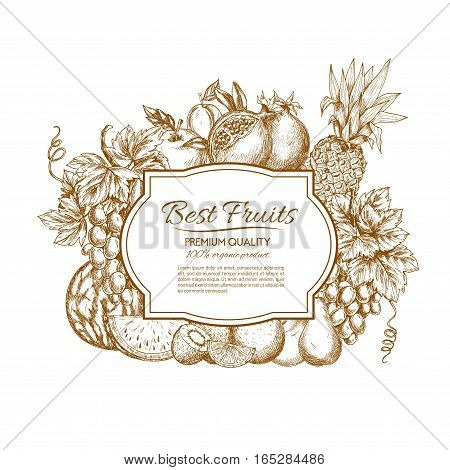 Fruits poster of sketched watermelon and melon, exotic pineapple, kiwi and mango, orange and citrus lemon or lime, garden white and red grape, pomegranate, peach or apricot and plum. Vector farm ripe juicy fruits harvest