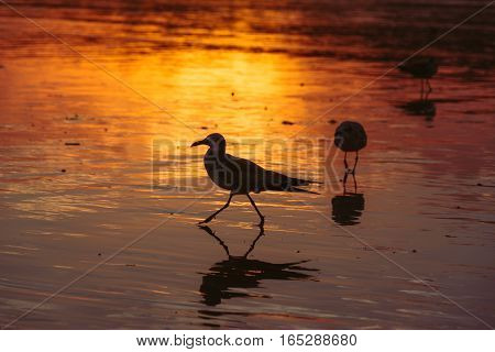 Birds walking on the sand wet to the sunset