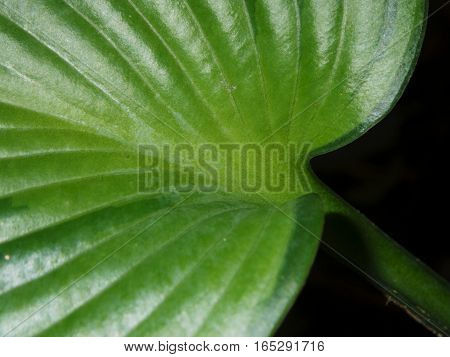 Close up detail and lines of a large green leaf