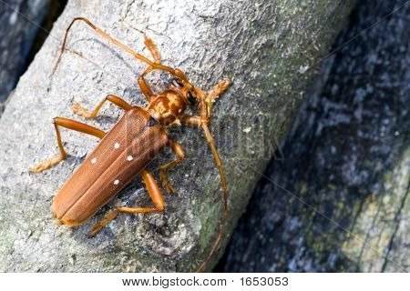 Scarabeo di foresta pluviale tropicale