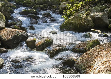 Brook flowing through a surrounded with fallen leaves on stones