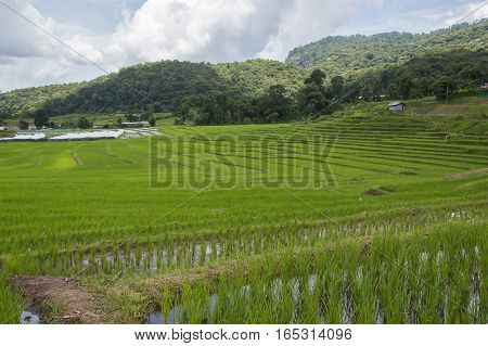 Rice Terraces at Ban Papongpieng Chiangmai Thailand