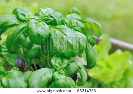 close on green foliage of basilic in a garden