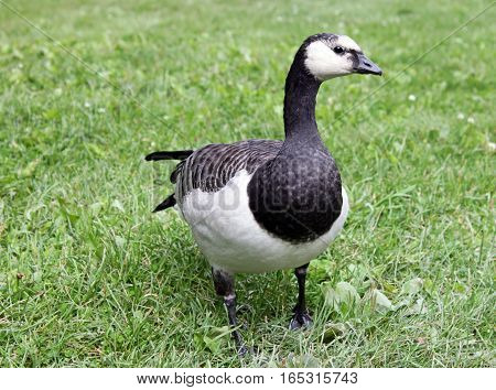 Adult Barnacle Goose (Branta Leucopsis) against green grass background in a summertime. Shallow depth selective focus and place for text.