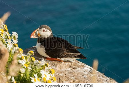 Common puffin bird sitting on a ledge