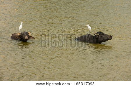 Water buffalo in Indian river with white bird