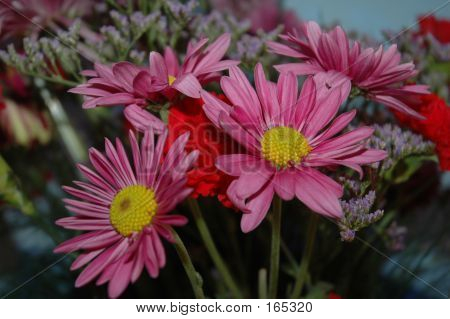 Lavender Mums