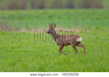 Young natural roebuck walking in green meadow