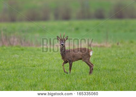 Young roebuck standing in green meadow and looking