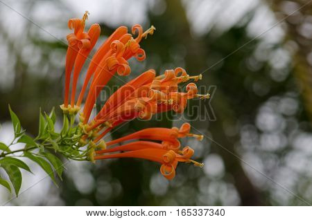 Orange trumpet Flame flower Fire-cracker vine leaf on a tree. Cut orange flower with beautiful blue sky day.