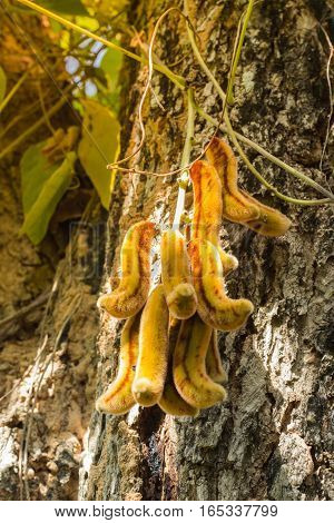 nettles brown pods with or background(Mucuna pruriens)