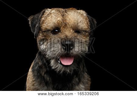 Close-up portrait of border terrier dog with closed eye winks isolated on black background, front view