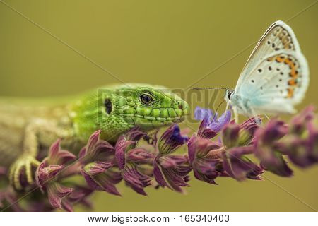 Sand lizard or Lacerta agilis hunting on silver-studded blue or Plebejus argus