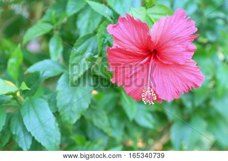 Chaba flower or red hibiscus flower with sunshine.