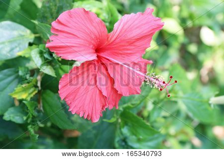 Chaba flower or red hibiscus flower with sunshine.