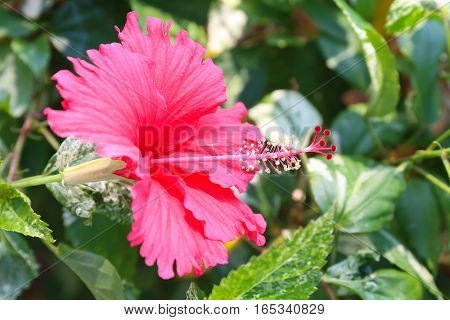 Chaba flower or red hibiscus flower with sunshine.