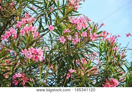 Beautiful lush pink flower of mediterranean oleander or Nerium
