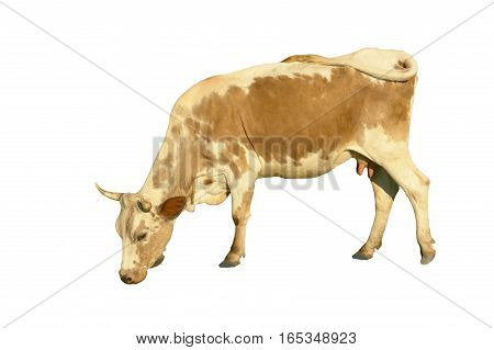 a mammal cow  isolated on white background