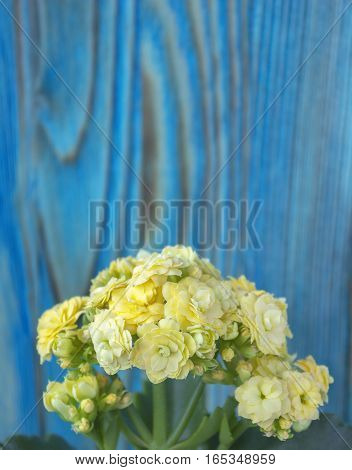 Yellow kalanchoe bouquet on the wooden background