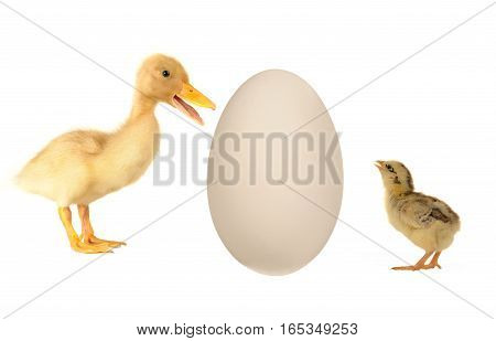 Egg goose, baby duck and  chick  isolated on a white background