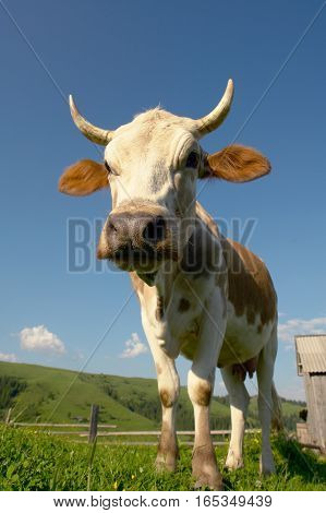 the big cow on a green background