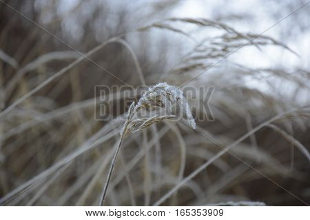 The detail of meadow grass. Black and white photo. The piece of plant.