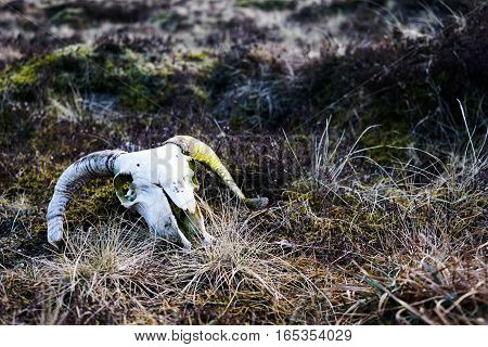 A mossy ram's skull sits on grassy marshland