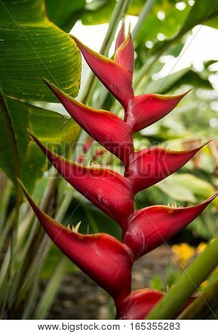 Tropical paradise red heliconia flower on Madeira island