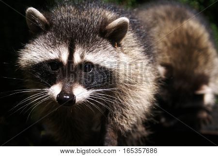 A close up of the face of a curious raccoon looking directly into the camera