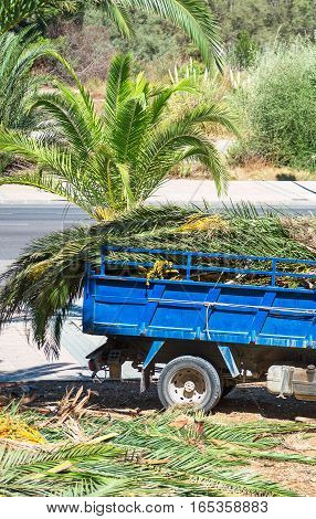 Cutting down palm trees. Vehicle with palm leaves.