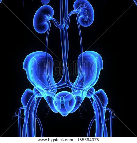 the kidneys are located in the abdominal cavity, more specifically in the paravertebral gutter and lie in a retroperitoneal position at a slightly oblique angle.