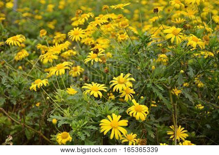 Coreopsis Verticillata Flower