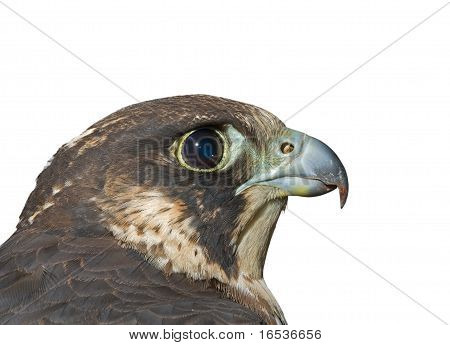 Johtaja Falcon