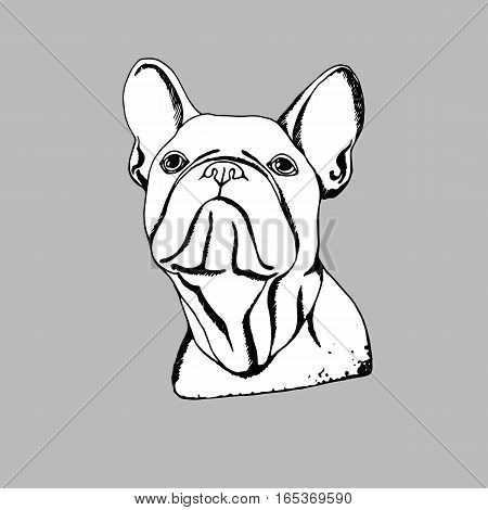 bulldog dog animal french vector illustration pet breed cute drawing puppy