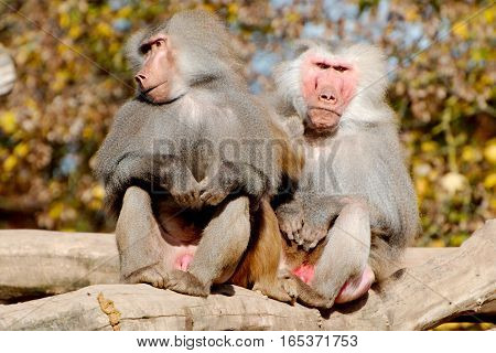 Two hamadryas baboons sitting in the open