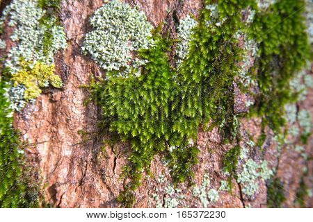 green moss on a big tree. stock photo