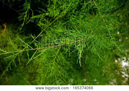 Tamarix Branches On A Green Background