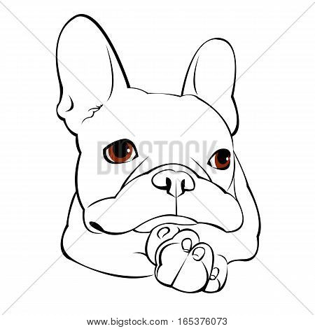 bulldog dog animal french vector illustration pet breed cute drawing puppy