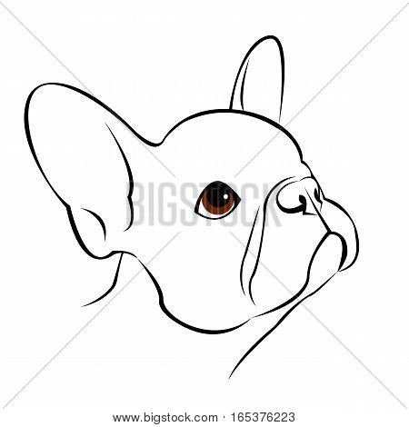 bulldog dog animal french vector illustration pet breed cute drawing puppy