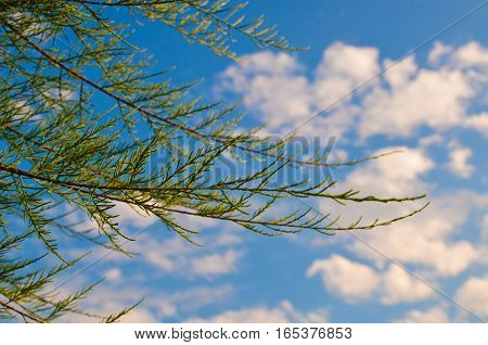 Tamarix Meyeri Boiss Bush Against Blue Sky.