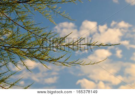 Tamarix Meyeri Boiss Bush Against Blue Sky.