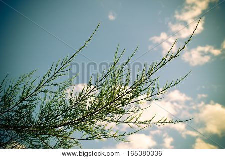 Tamarix Meyeri Boiss Bush Against Blue Sky.